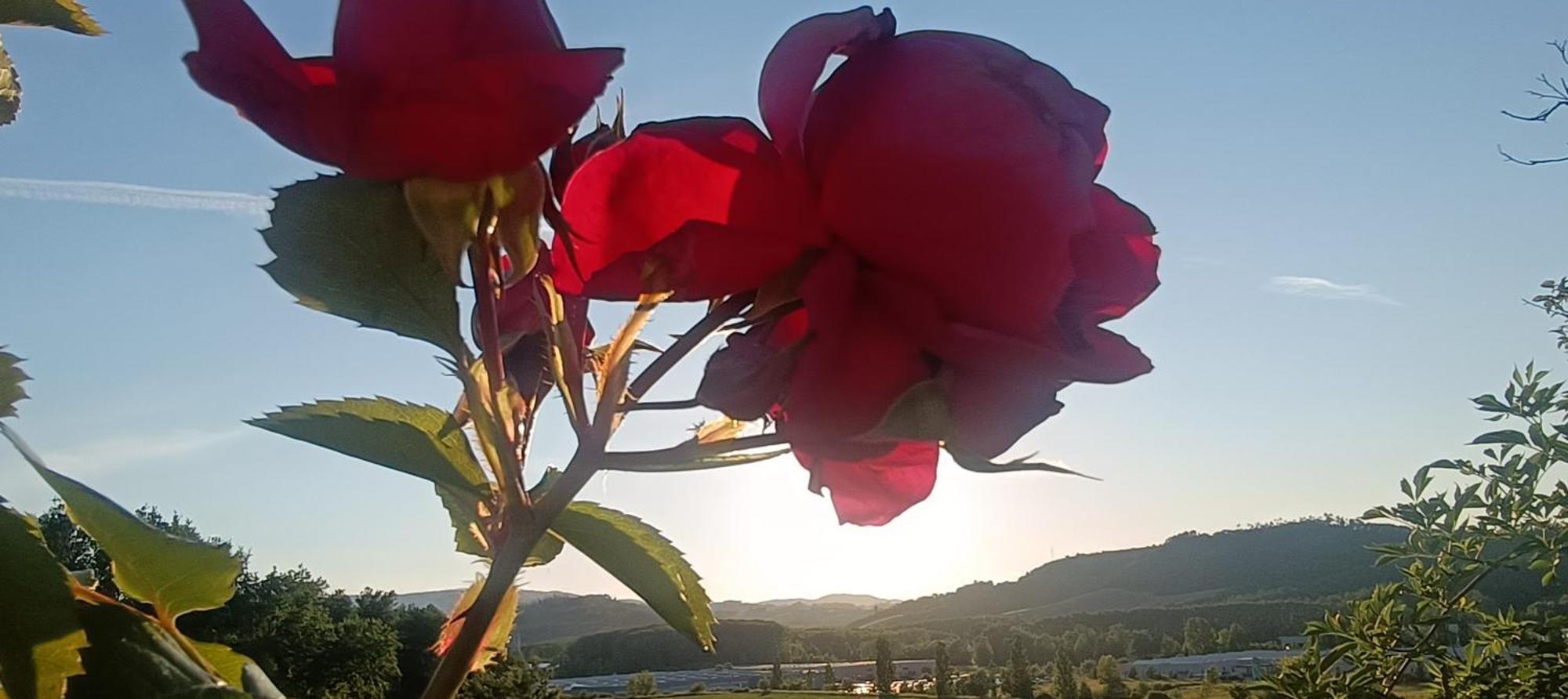 Casa Orneto Villa Poggibonsi Eksteriør bilde